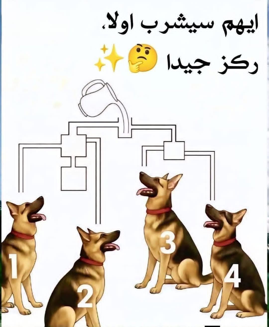 ���� ������ ����� �������