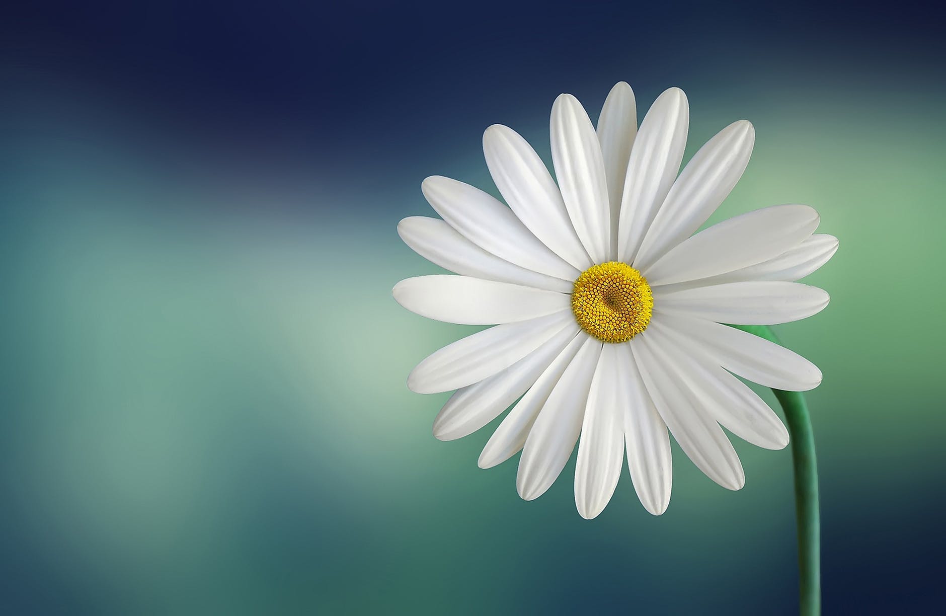 بقلم : الوردة البيضاء