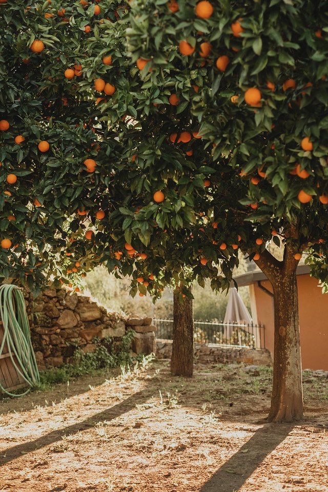 بستان ورد المصــــــــراوية - صفحة 54 P_18458xtbm0