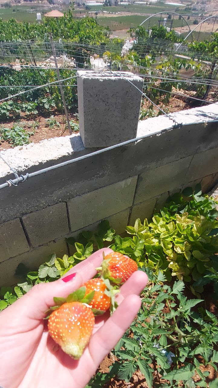 نقره لعرض الصورة في صفحة مستقلة