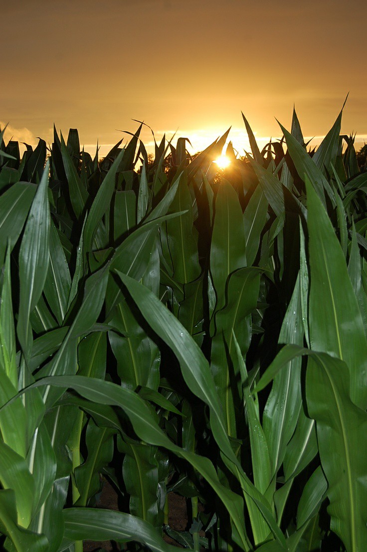 ���� ���� ������ �� ���� ������