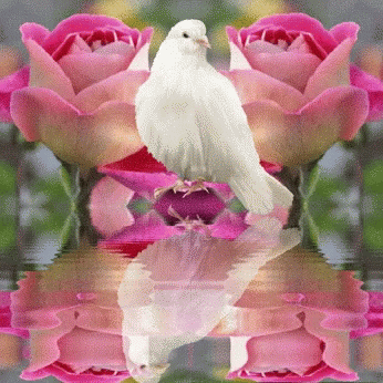 p_2563eqqys1.gif
