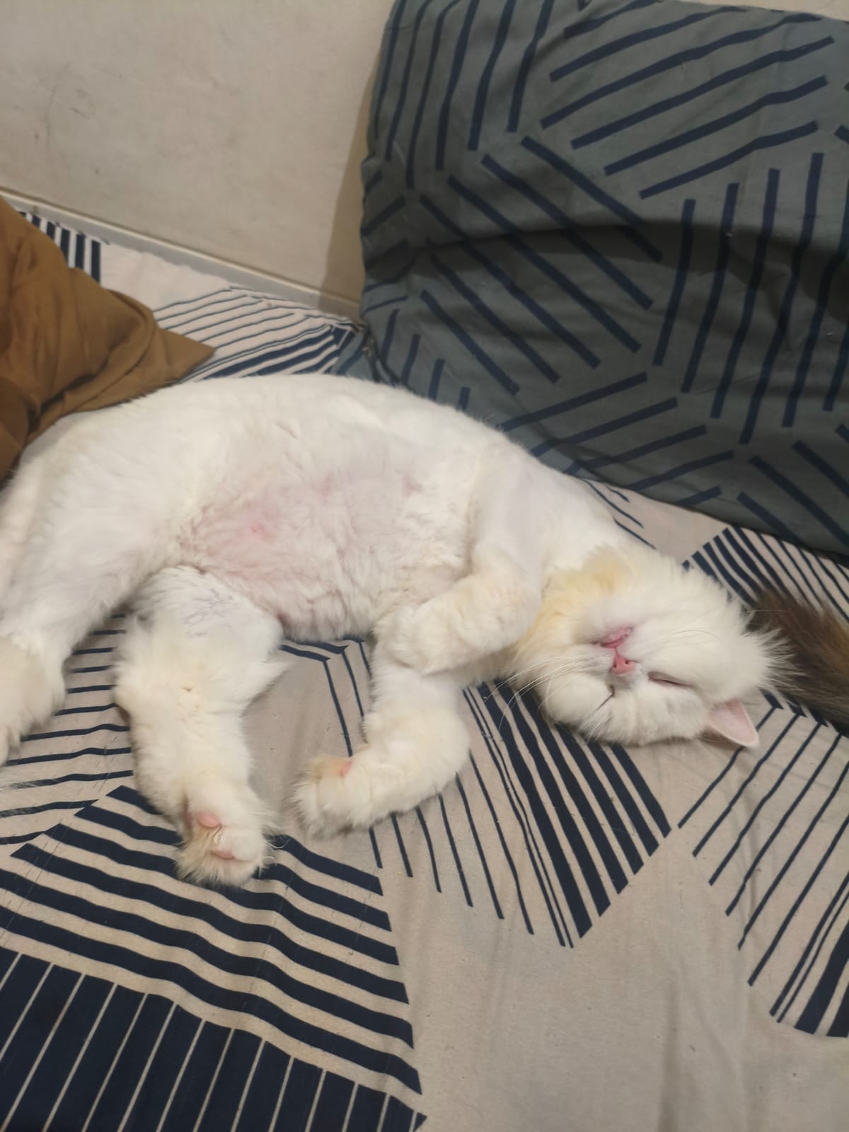 Yuki kucing elegan bak salju